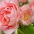 Pionovid tulipani - fotografije i opisi 10 najboljih sorti